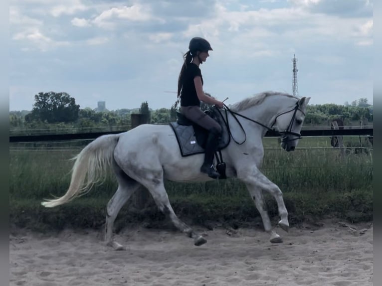 Hanoverian Gelding 9 years 16 hh Gray in M&#xFC;lheim an der Ruhr