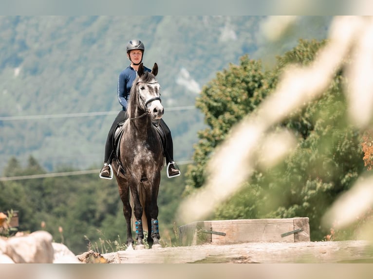 Hanoverian Gelding 9 years 16 hh Grey in Gontenschwil