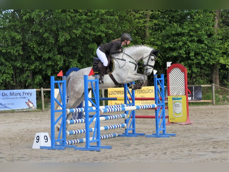 Hanoverian Gelding 9 years 16 hh Grey in Wedemark