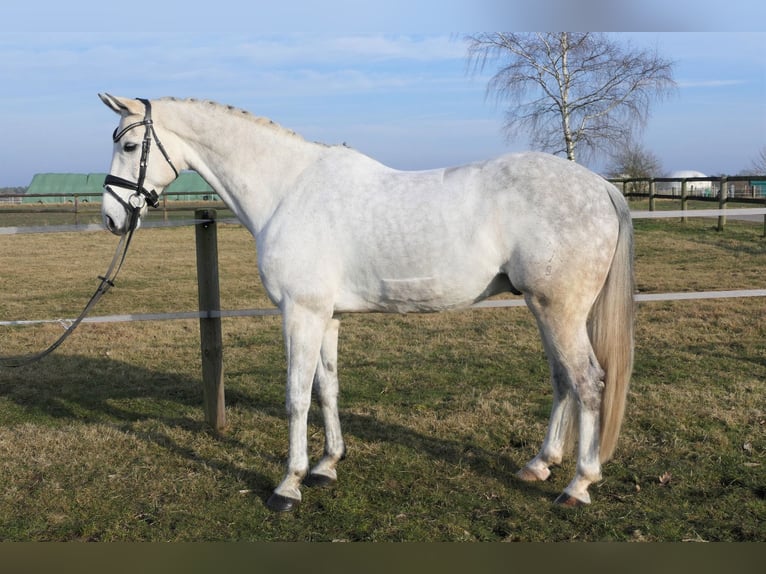Hanoverian Gelding 9 years 16 hh Grey in Wedemark