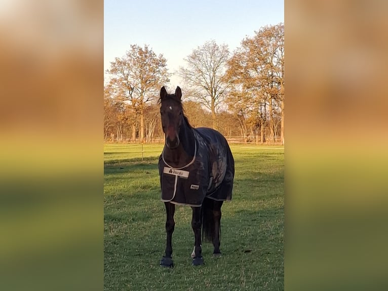 Hanoverian Gelding 9 years 16 hh Smoky-Black in Friesoythe