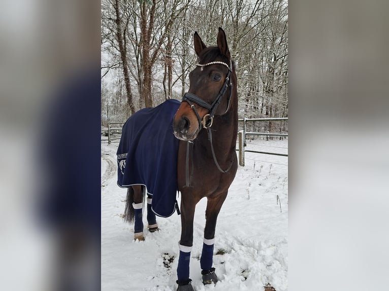 Hanoverian Gelding 9 years 16 hh Smoky-Black in Friesoythe
