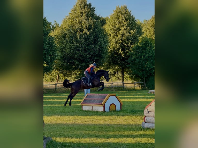 Hanoverian Gelding 9 years 16 hh Smoky-Black in Arnsberg