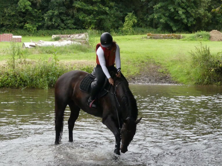 Hanoverian Gelding 9 years 16 hh Smoky-Black in Arnsberg