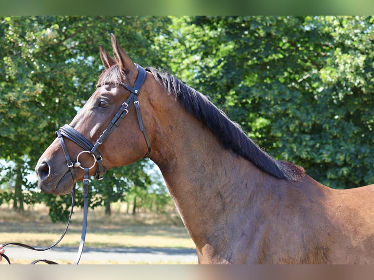 Hanoverian Gelding 9 years 16,1 hh Bay-Dark in GROTE-BROGEL
