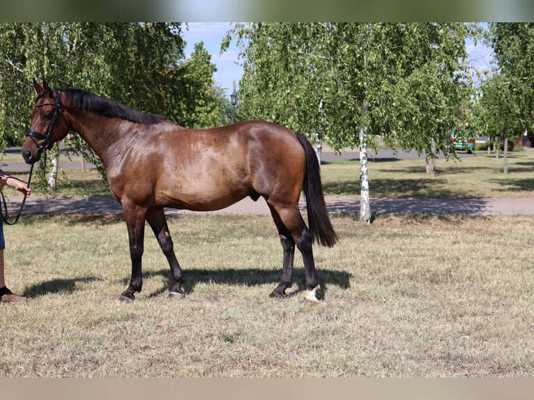 Hanoverian Gelding 9 years 16,1 hh Bay-Dark in GROTE-BROGEL