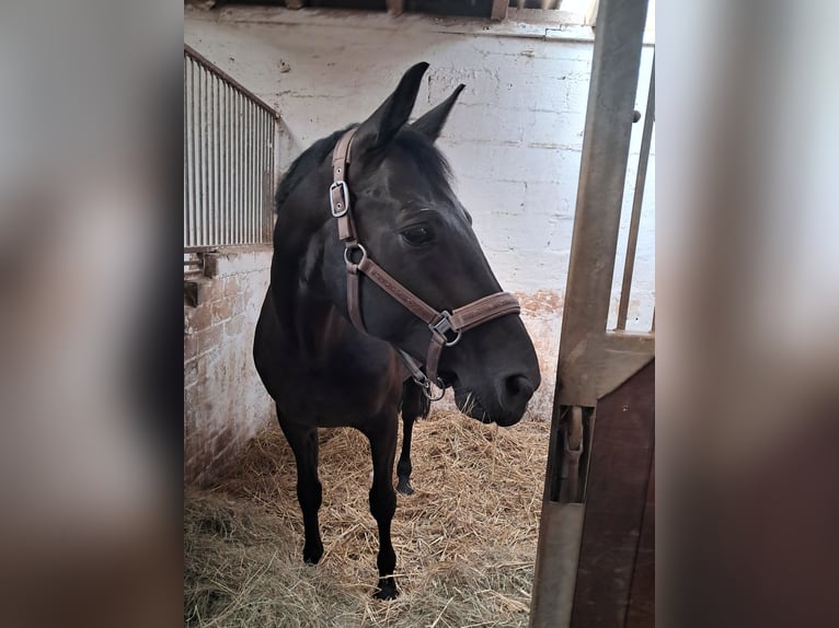 Hanoverian Gelding 9 years 16,1 hh Black in Bad sobernheim