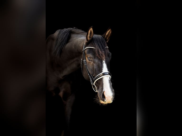Hanoverian Gelding 9 years 16,1 hh Black in Langenhagen