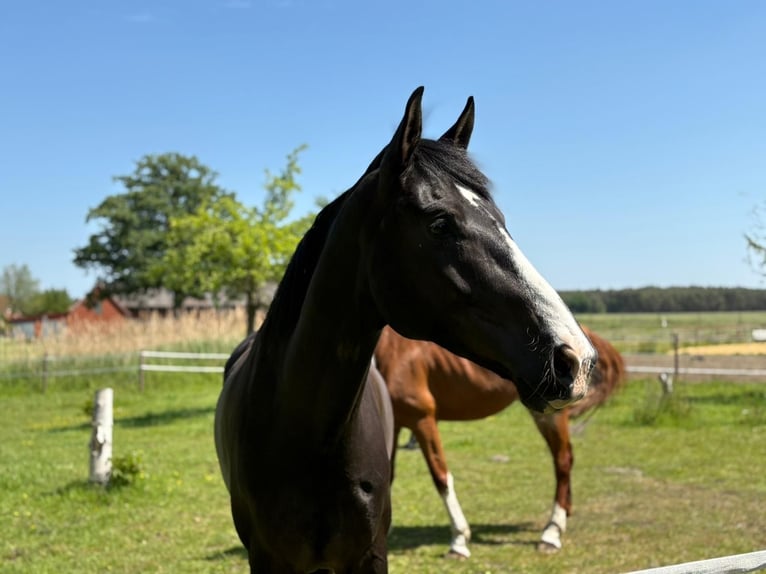 Hanoverian Gelding 9 years 16,1 hh Black in Langenhagen