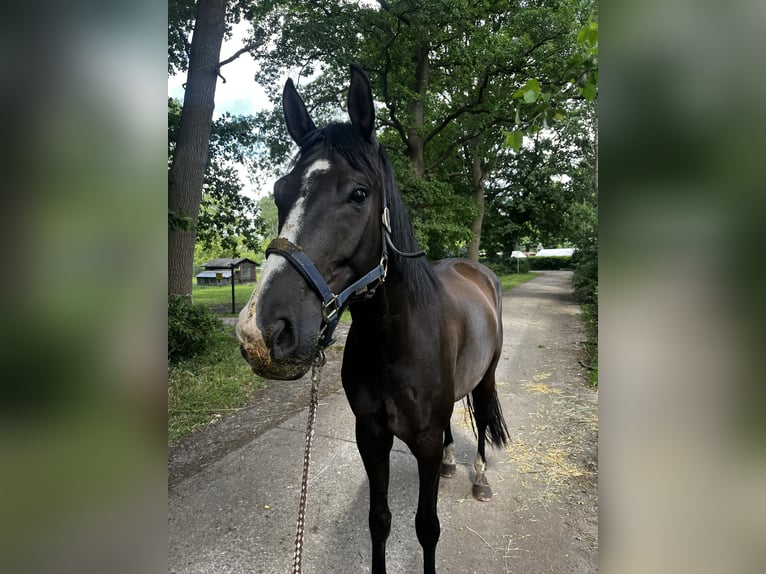 Hanoverian Gelding 9 years 16,1 hh Black in Langenhagen