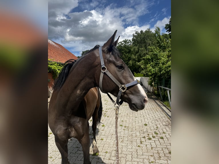 Hanoverian Gelding 9 years 16,1 hh Black in Langenhagen