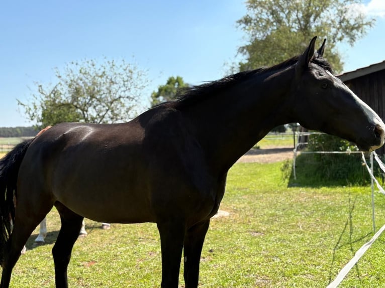 Hanoverian Gelding 9 years 16,1 hh Black in Langenhagen