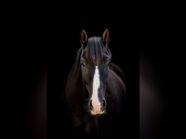 Hanoverian Gelding 9 years 16,1 hh Black in Langenhagen