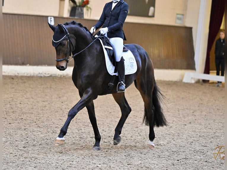 Hanoverian Gelding 9 years 16,1 hh Brown in RUE-GALLIENI