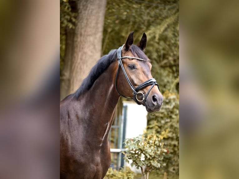 Hanoverian Gelding 9 years 16,1 hh Brown in RUE-GALLIENI