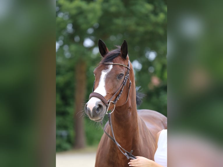 Hanoverian Gelding 9 years 16,1 hh Brown in Bönen