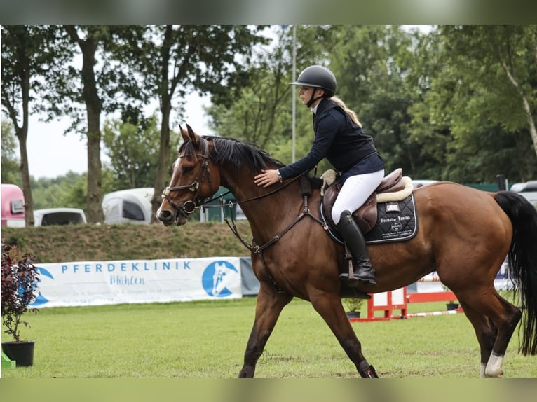 Hanoverian Gelding 9 years 16,1 hh Brown in Saterland