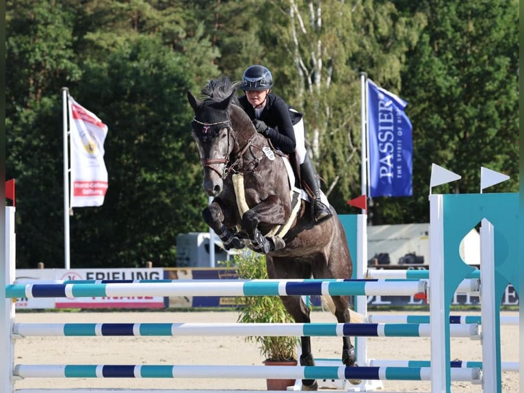 Hanoverian Gelding 9 years 16,1 hh Grey-Dark-Tan in Zeven