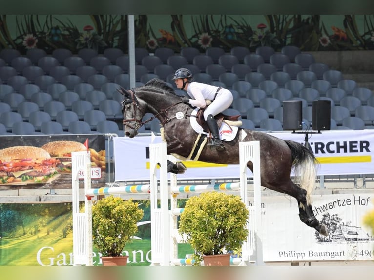 Hanoverian Gelding 9 years 16,1 hh Grey-Dark-Tan in Zeven
