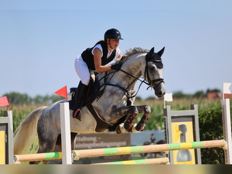 Hanoverian Gelding 9 years 16,1 hh Grey in Horstmar
