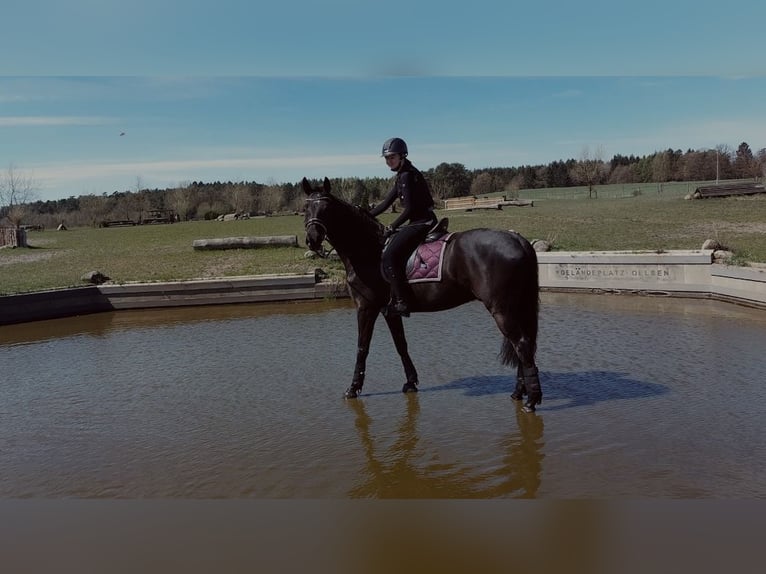 Hanoverian Gelding 9 years 16,2 hh Bay-Dark in L&#xFC;neburg