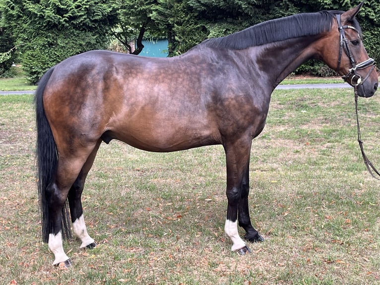 Hanoverian Gelding 9 years 16,2 hh Bay-Dark in Hamm