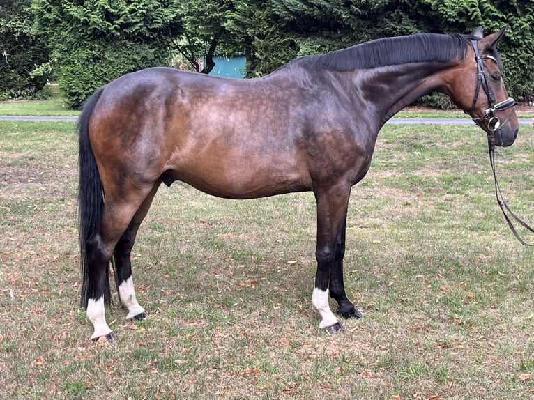 Hanoverian Gelding 9 years 16,2 hh Bay-Dark in Hamm
