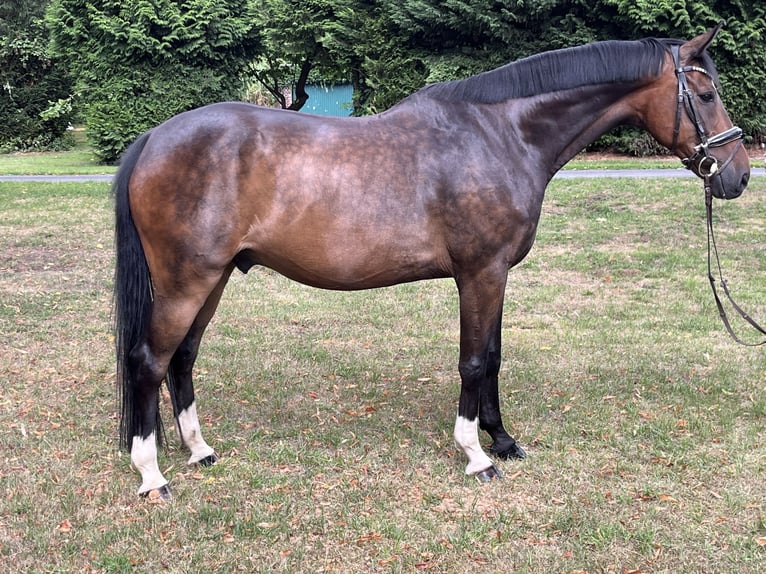 Hanoverian Gelding 9 years 16,2 hh Bay-Dark in Hamm