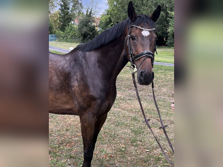 Hanoverian Gelding 9 years 16,2 hh Bay-Dark in Hamm