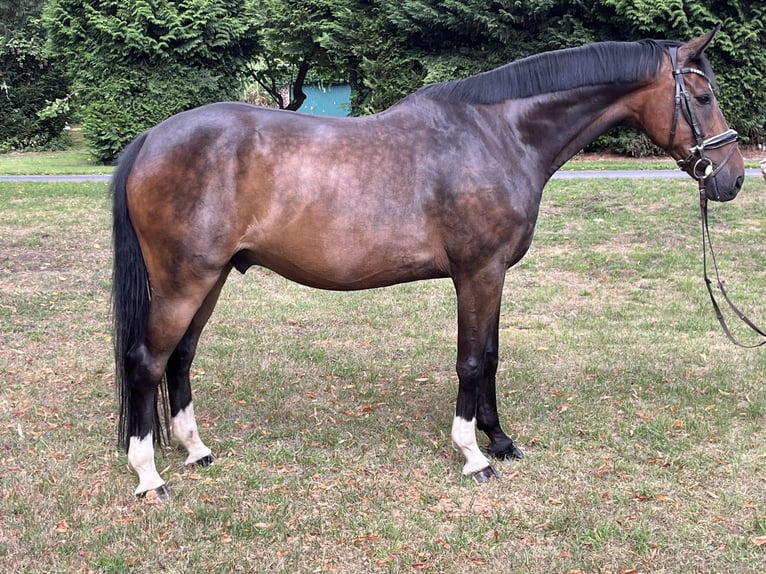 Hanoverian Gelding 9 years 16,2 hh Bay-Dark in Hamm