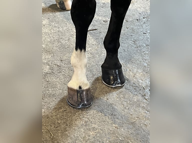 Hanoverian Gelding 9 years 16,2 hh Bay-Dark in Hamm