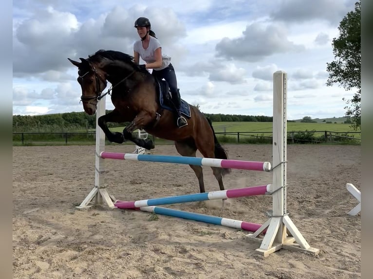 Hanoverian Gelding 9 years 16,2 hh Bay-Dark in Rostock