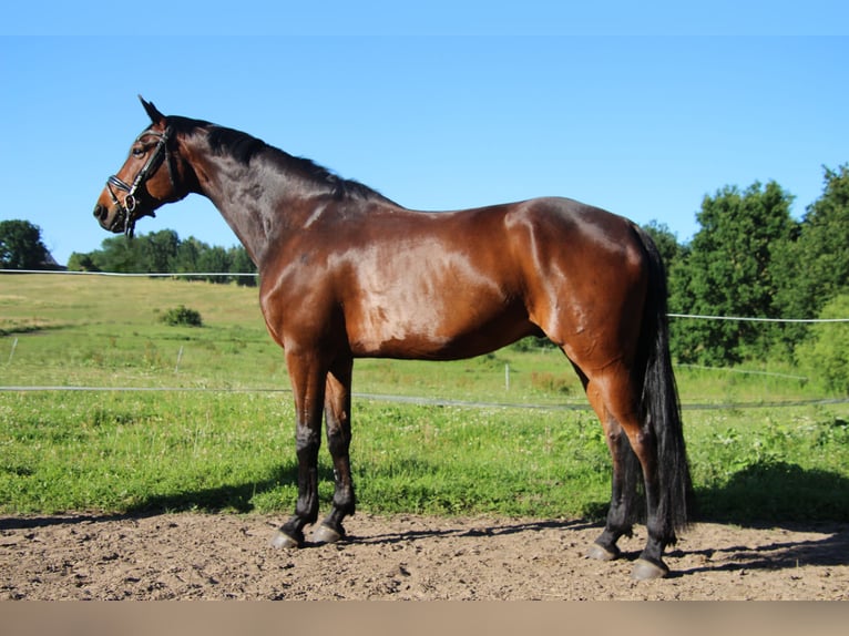 Hanoverian Gelding 9 years 16,2 hh Bay-Dark in Rostock