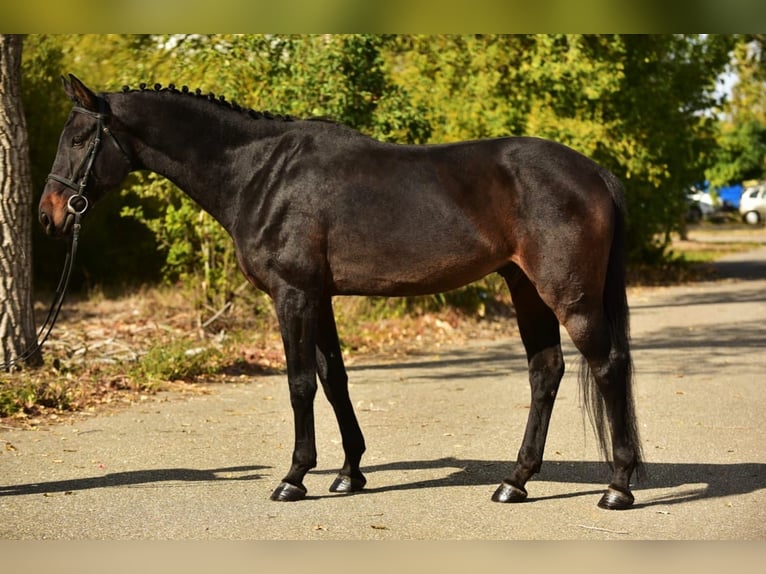 Hanoverian Gelding 9 years 16,2 hh Bay-Dark in Debrecen