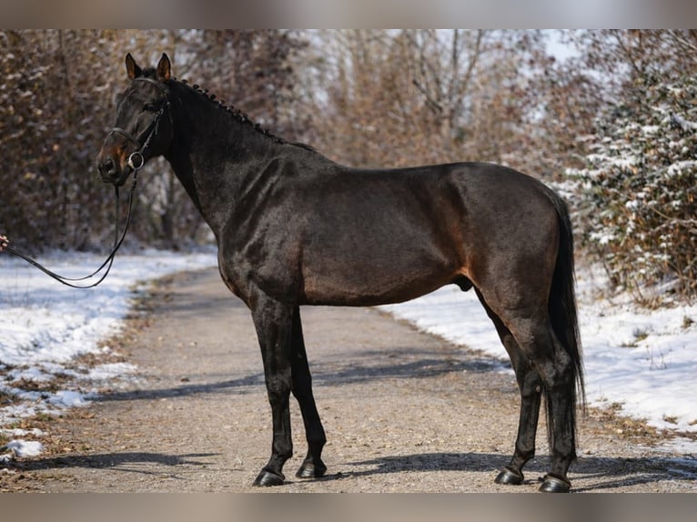 Hanoverian Gelding 9 years 16,2 hh Bay-Dark in Debrecen
