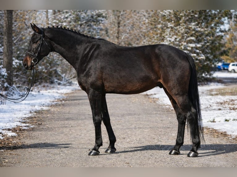 Hanoverian Gelding 9 years 16,2 hh Bay-Dark in Debrecen