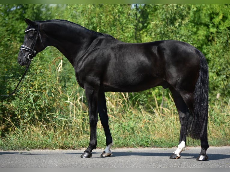 Hanoverian Gelding 9 years 16,2 hh Black in Csabacs&#x171;d