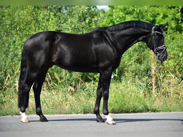 Hanoverian Gelding 9 years 16,2 hh Black in Csabacs&#x171;d