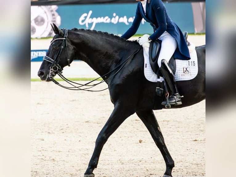 Hanoverian Gelding 9 years 16,2 hh Black in Hoboken