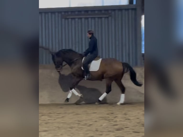 Hanoverian Gelding 9 years 16,2 hh Brown in Wangels