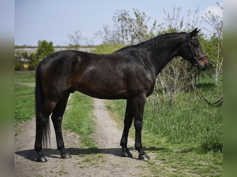 Hanoverian Gelding 9 years 16,2 hh Brown in Debrecen