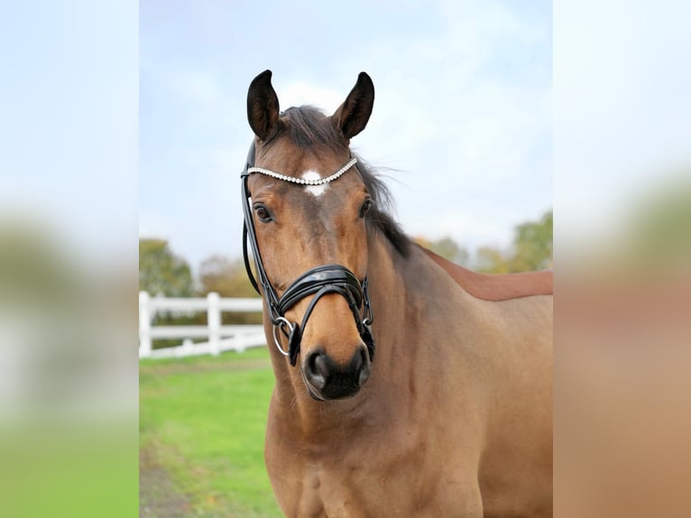 Hanoverian Gelding 9 years 16,2 hh Brown in Duisburg Hanoverian Gelding 9 years 16,2 hh Brown in Duisburg
