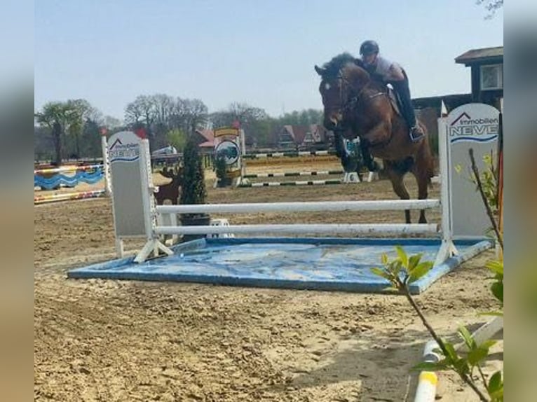 Hanoverian Gelding 9 years 16,2 hh Brown in Duisburg Hanoverian Gelding 9 years 16,2 hh Brown in Duisburg