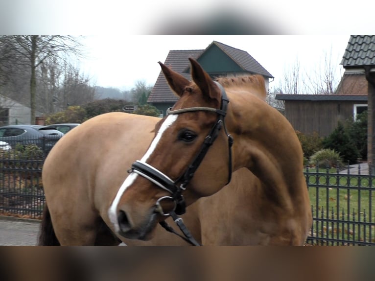 Hanoverian Gelding 9 years 16,2 hh Chestnut-Red in Linau