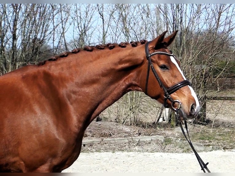 Hanoverian Gelding 9 years 16,2 hh Chestnut-Red in Linau