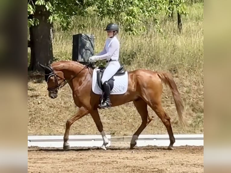 Hanoverian Gelding 9 years 16,2 hh Chestnut-Red in Weisendorf