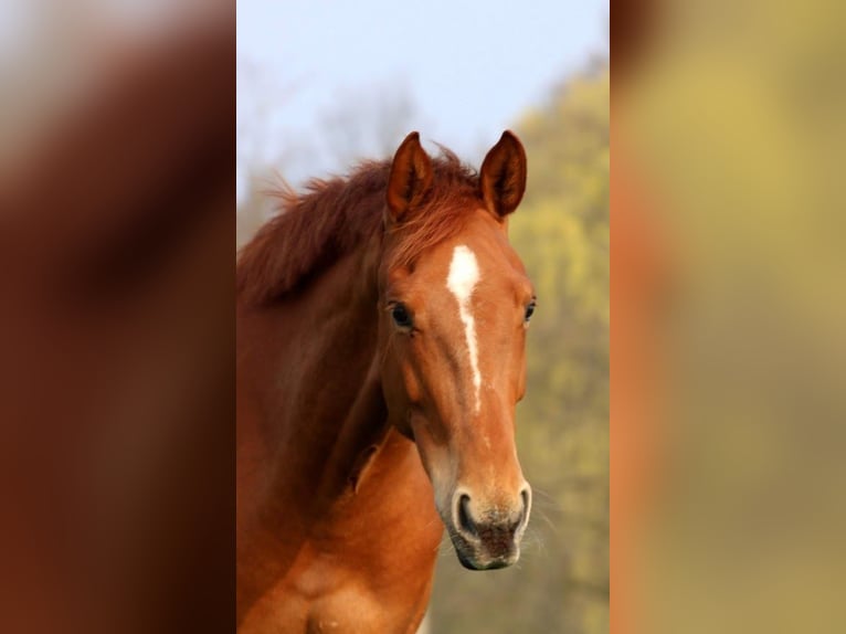 Hanoverian Gelding 9 years 16,2 hh Chestnut-Red in Ennigerloh