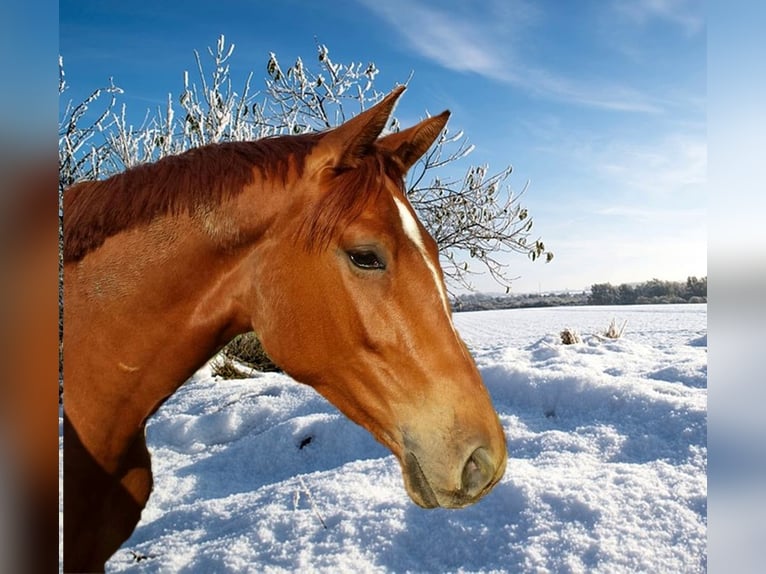 Hanoverian Gelding 9 years 16,2 hh Chestnut-Red in Ennigerloh