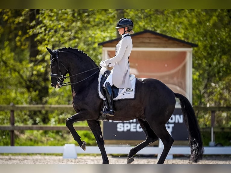 Hanoverian Gelding 9 years 16,2 hh  in Purmerend