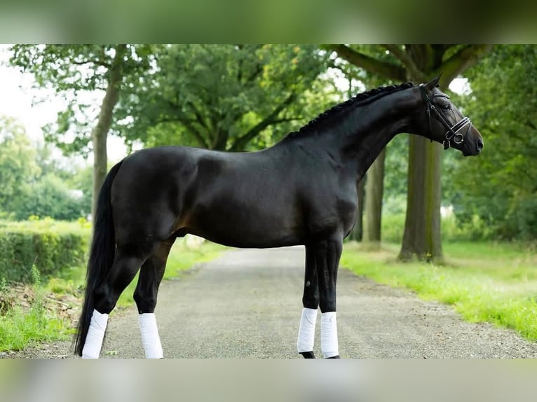 Hanoverian Gelding 9 years 16,2 hh  in Bad Pyrmont